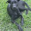 LOCKY, Chiot mâle Croisé Labrador