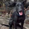 LOCKY, Chiot mâle Croisé Labrador