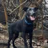 LOCKY, Chiot mâle Croisé Labrador