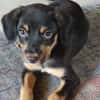 BROOKLYN, Chiot Berger Créole mâle