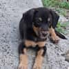 BROOKLYN, Chiot Berger Créole mâle