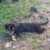 BROOKLYN, Chiot Berger Créole mâle