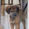 THIAKRY, Chiot mâle Croisé Créole