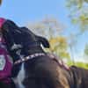 Douce PATY, calme et câline