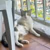 DIDIER, chat européen