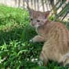 HOOPER, chaton créole mâle