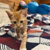 HOOPER, chaton créole mâle