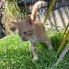 HOOPER, chaton créole mâle