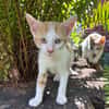 LEVI, chaton créole mâle