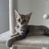 MISTY, Chaton femelle européen