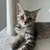 MISTY, Chaton femelle européen