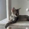 MISTY, Chaton femelle européen
