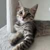 MISTY, Chaton femelle européen