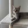 MISTY, Chaton femelle européen