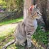 RAYA, chaton femelle européen