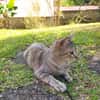 RAYA, chaton femelle européen