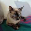 SIAM, chatte junior, croisée siamoise
