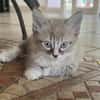 ✨️ PHUKET ✨️ 🐱