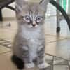 ✨️ PHUKET ✨️ 🐱