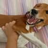 Willow - Patenschaft gesucht