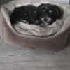 Paula , kleine Prinzessin