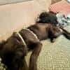 Zoe sucht ein liebevolles Zuhause