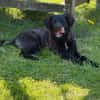 Zoe sucht ein liebevolles Zuhause