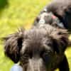 Zoe sucht ein liebevolles Zuhause