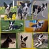 Agiler Jungspund sucht Bindungspartner