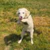 Josi ein traumhaftes Hundekind