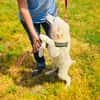 Josi ein traumhaftes Hundekind