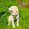 Josi ein traumhaftes Hundekind