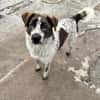 Cody  60 cm Charme, Kuschelbedarf und e