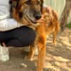 Gerad-Sanfter Hundesenior sucht Partner