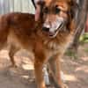 Gerad-Sanfter Hundesenior sucht Partner