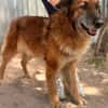 Gerad-Sanfter Hundesenior sucht Partner