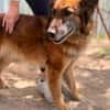 Gerad-Sanfter Hundesenior sucht Partner