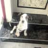 Jack Russel Mix Sparky