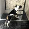 Jack Russel Mix Sparky