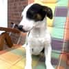 Jack Russel Mix Sparky