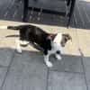 Jack Russel Mix Sparky