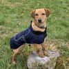 DEBBIE - geb. ca. 11/2023 - Mischling