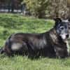 Blacky - freundlich und menschenbezogen