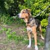 snorri