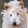 Lassie