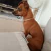 Roxy la coquine