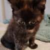 CHIBI A ADOPTÉE AVEC UN CHAT DEJA PRÉSENT CHEZ VOUS OU UN DE NOS CHAT