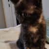 CHIBI A ADOPTÉE AVEC UN CHAT DEJA PRÉSENT CHEZ VOUS OU UN DE NOS CHAT
