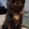 CHIBI A ADOPTÉE AVEC UN CHAT DEJA PRÉSENT CHEZ VOUS OU UN DE NOS CHAT