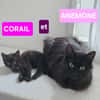 ANÉMONE ET CORAIL